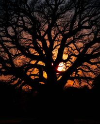A high-contrast, low-key lighting image captures a sunset behind an old oak tree with twisted branches. The scene utilizes wa