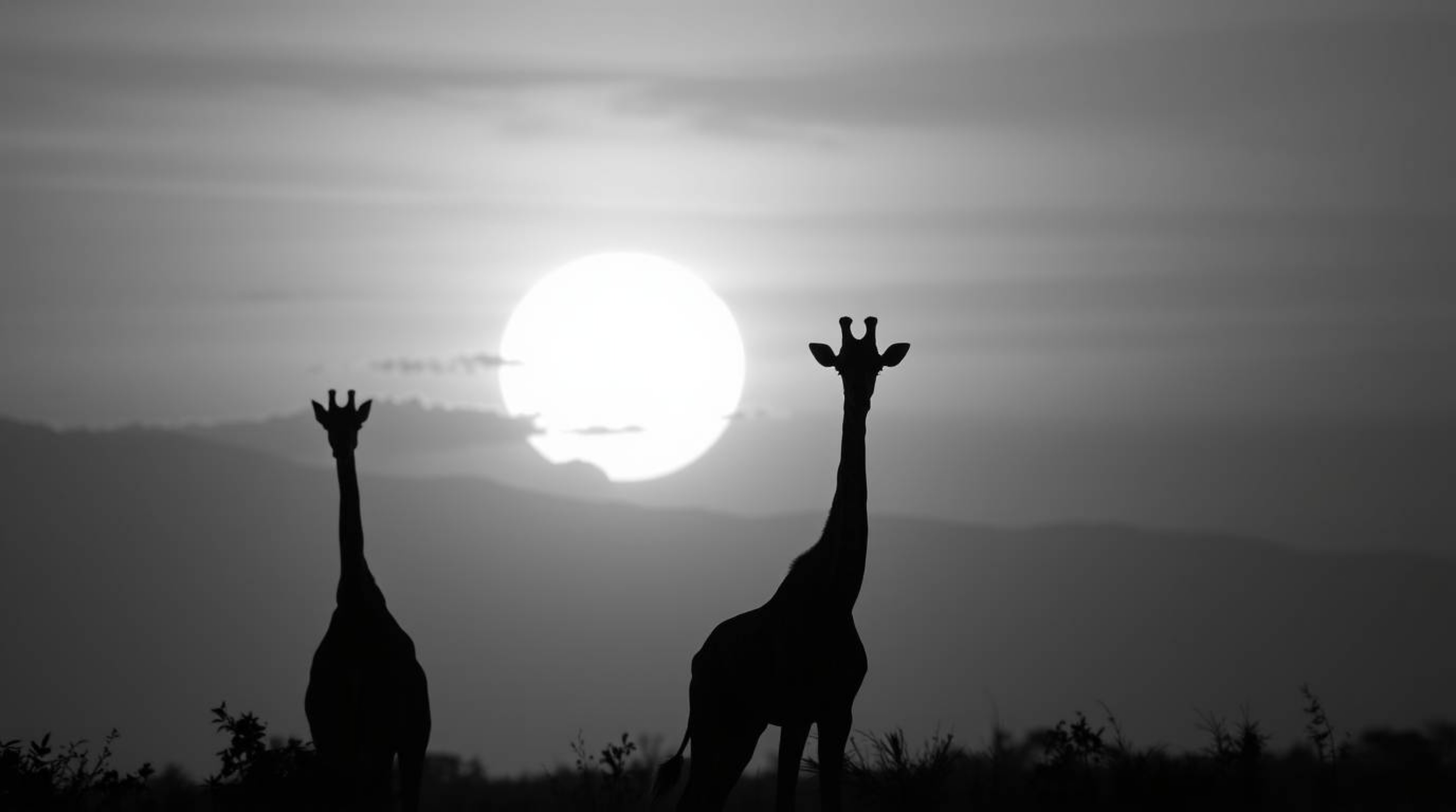 A stunning collection of classic black and white extreme macro close-up photographs capturing a breathtaking sunset at the sa