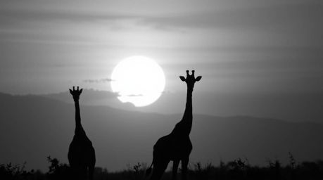 A stunning collection of classic black and white extreme macro close-up photographs capturing a breathtaking sunset at the sa