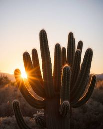 A precise architectural color photograph captures a desert cactus glowing in the last rays of the sun. This wide-angle shot e