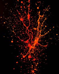 Capture the mesmerizing beauty of dynamic, colorful splashes frozen in time against a stark black background. This artistic p