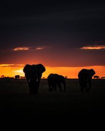 This photograph depicts elephants walking across a field at sunset, captured in a strong, moody style. The image is character