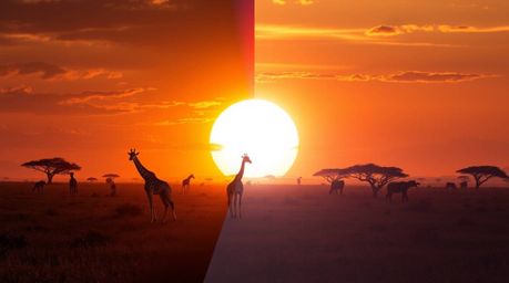 A stunning piece of digital art depicting a modern, futuristic split sunset over a savanna. Silhouetted giraffes stand majest