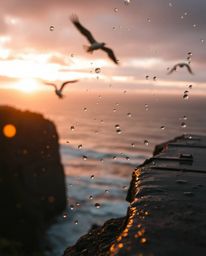 A tight close-up photograph captures a wet, rainy scene at sunset over a coastal cliff. The image provides a detailed focus o