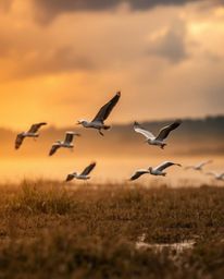 A Golden hour wetland scene featuring herons in flight amidst intense dramatic weather. This powerful image showcases a sharp