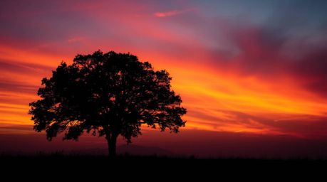 Capture the breathtaking beauty of a lone tree silhouetted against a fiery sunset.  Glowing with bioluminescent colors, this 