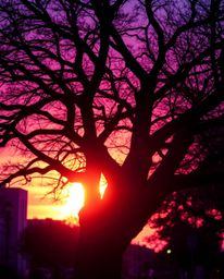 A candid street photography shot capturing a sunset behind an old oak tree with twisted branches in an urban scene. The image