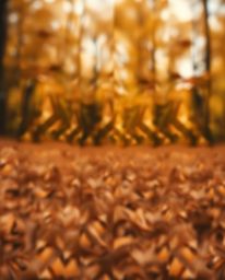 This stunning image blends a black and white geometric pattern with warm autumn colors, creating a captivating optical illusi