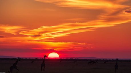 A stunning high-resolution stock photo depicting a vibrant sunset over an African savanna.  Silhouetted giraffes stand majest