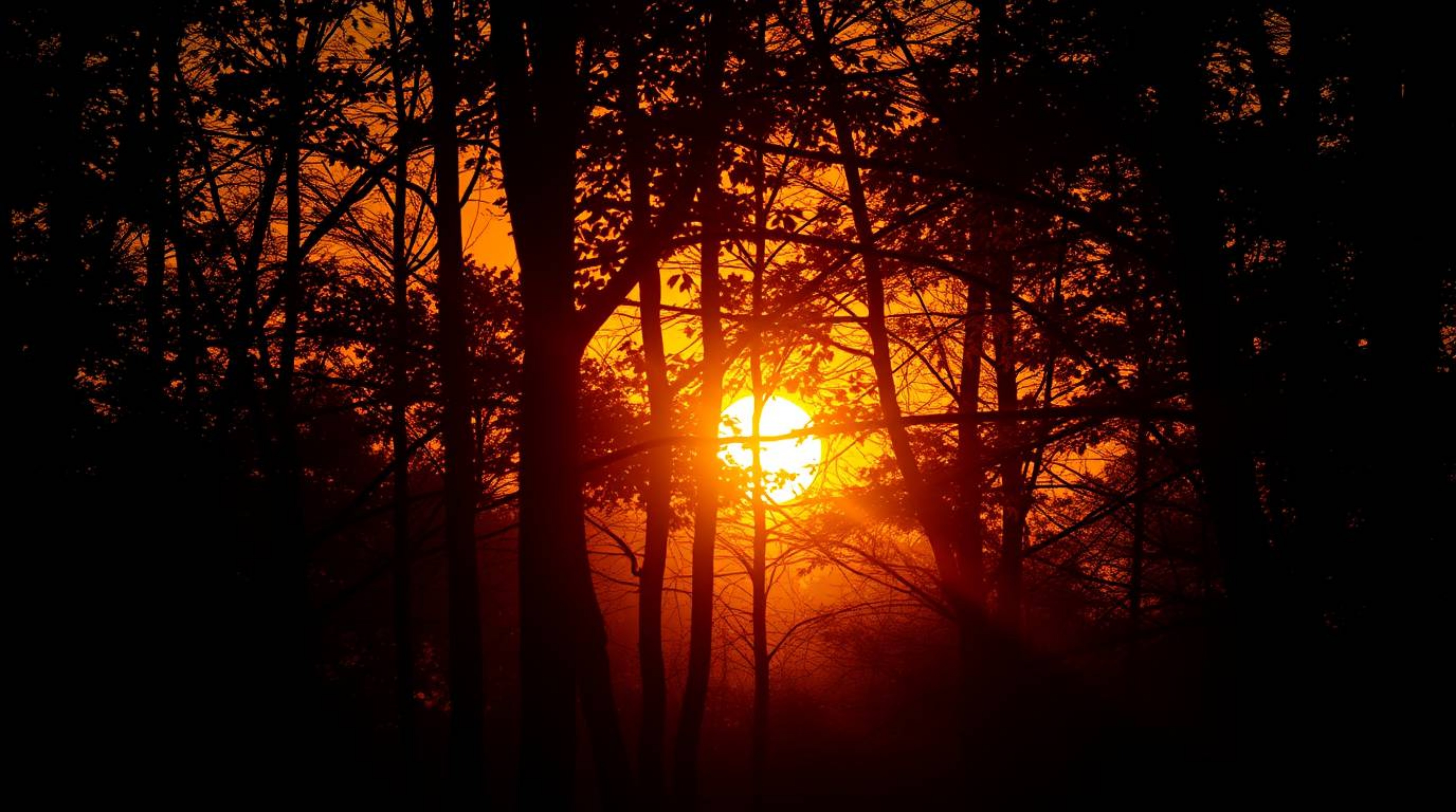 Experience the radiant luxury of an autumn forest bathed in the warm golden glow of a sunset.  Silhouetted trees stand tall a