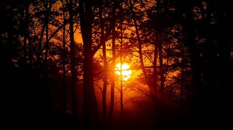 Experience the radiant luxury of an autumn forest bathed in the warm golden glow of a sunset.  Silhouetted trees stand tall a