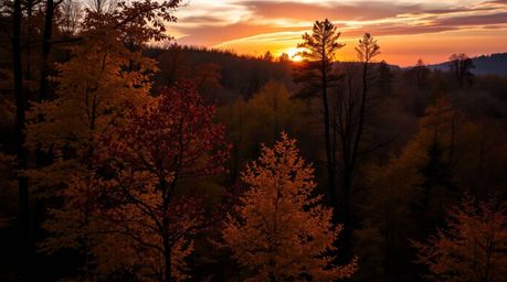 Capture the breathtaking beauty of an autumn forest sunset. This image showcases golden leaves illuminated by the warm glow o