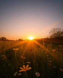A stunning long exposure photograph captures a sunset over a spring wildflower meadow, creating a radiant and luxurious effec