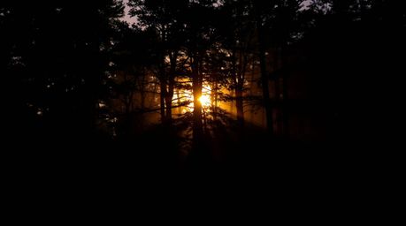 Explore captivating scenes of distinct splits and silhouetted backlighting as sunset light filters through a dense forest, cr