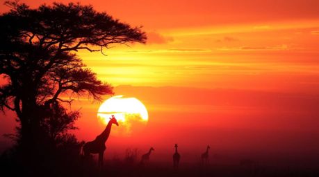 Experience an ethereal spiritual vibe in a sunset savanna scene, where silhouetted giraffes roam amidst a thick fog and low v