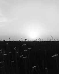 This high-resolution, classic black and a white stock photo captures a serene sunset over a spring wildflower meadow. The ima