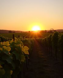 This is a high-resolution stock photo capturing a serene sunrise or sunset over a vineyard. The scene is bathed in the beauti