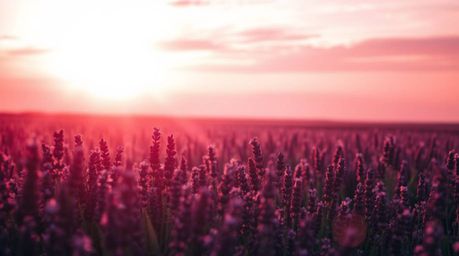 Capture the essence of tranquility with this vibrant and moody photograph of lavender fields bathed in the ethereal glow of a