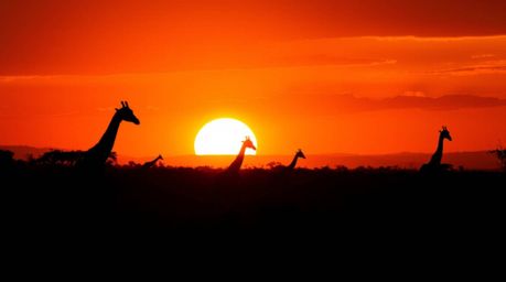 Experience the breathtaking beauty of an African savanna sunset. This stunning image showcases silhouetted giraffes against a