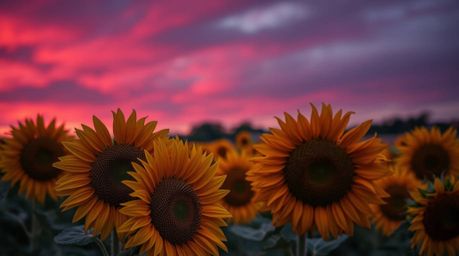 A captivating close-up reveals a breathtaking sunflower field bathed in the warm glow of a deep red and purple sunset.  The i