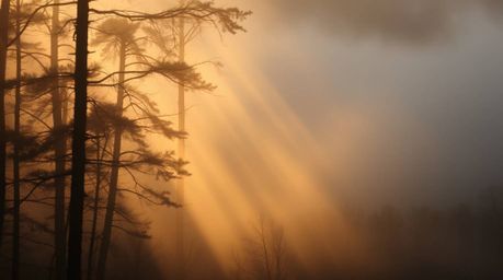 Experience the serenity of a forest bathed in the gentle, soft light of golden hour. Mist rises delicately, creating diffused