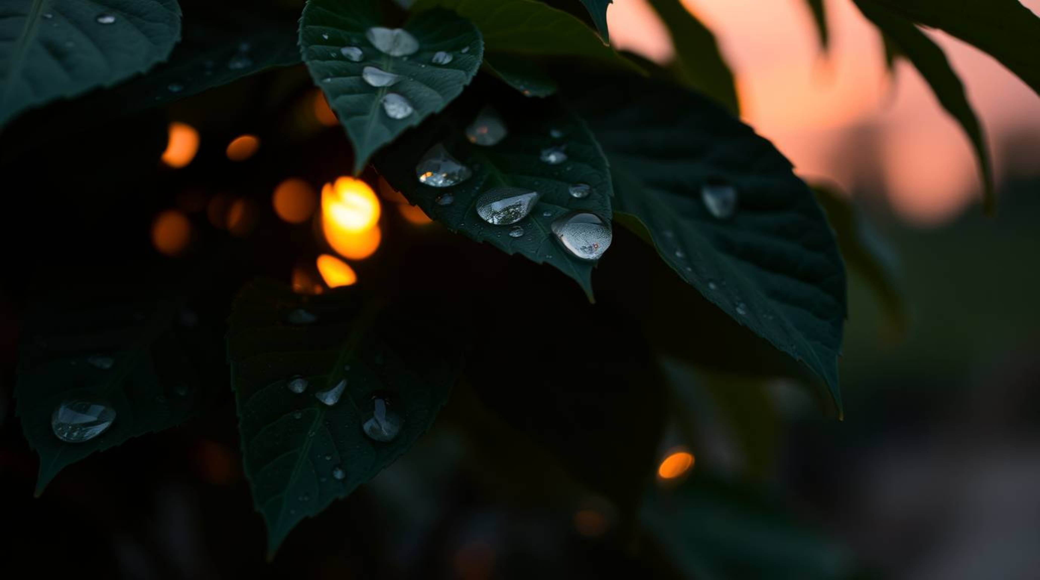 A captivating and elegant photograph showcasing a mesmerizing sunset reflected beautifully in the delicate raindrops clinging
