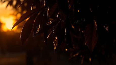 Explore captivating visuals featuring a warm golden glow juxtaposed with an eerie, creepy atmosphere. Witness the beauty of a