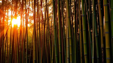 Capture the serene beauty of a bamboo forest illuminated by the warm glow of the setting sun. This photograph showcases vibra