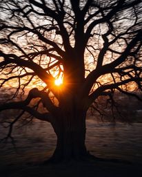 A long-exposure photograph of a sunset behind an old oak tree with twisted branches, showcasing natural earth tones, muted br