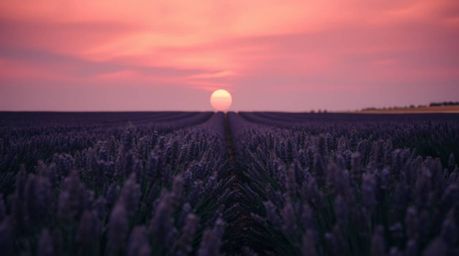 A dramatic cinematic image of lavender fields bathed in a dreamy pink glow, composed and lit with a film-like quality. The sc