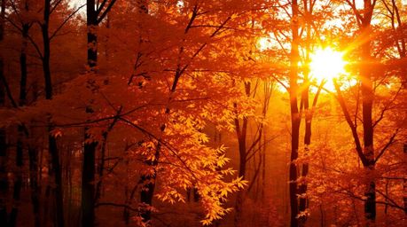 Experience the radiant beauty of an autumn forest bathed in the warm, golden light of a setting sun.  Luxurious and rich colo