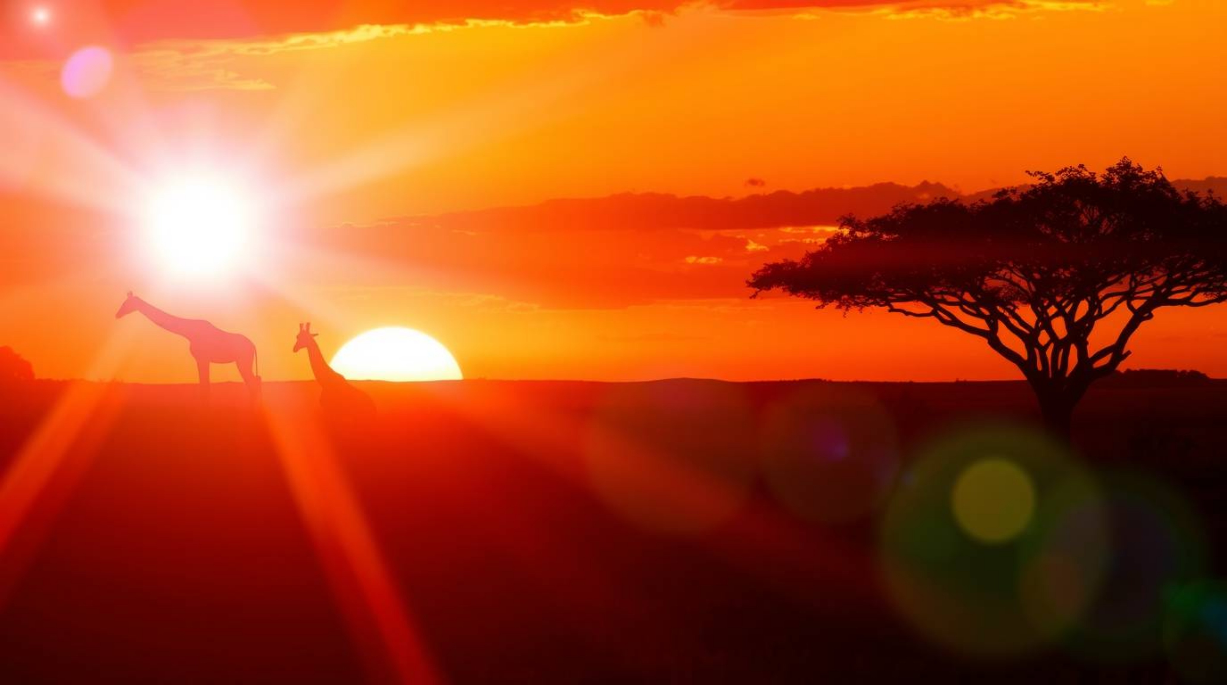 Experience the breathtaking beauty of a vibrant savanna sunset, where silhouetted giraffes graze beneath a sky ablaze with wa