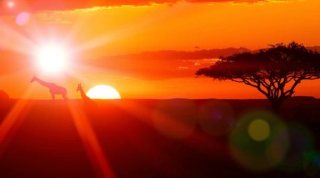 Experience the breathtaking beauty of a vibrant savanna sunset, where silhouetted giraffes graze beneath a sky ablaze with wa