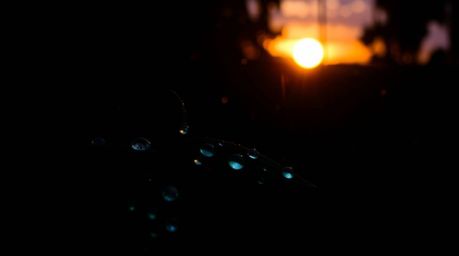A captivating scene unfolds where bioluminescent light paints the raindrops clinging to leaves, mirroring a vibrant sunset ag