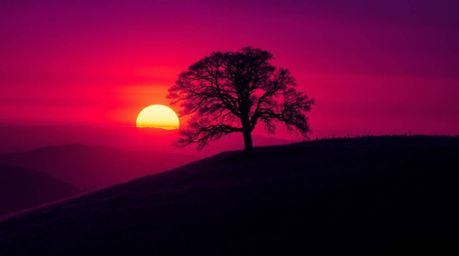 A captivating image of a lone tree silhouetted against a vibrant, fiery sunset.  Deep ultraviolet hues and vivid purples crea
