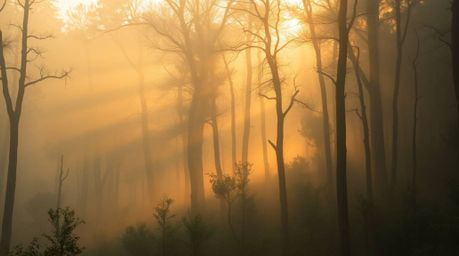A mesmerizing digital art piece depicting a misty forest bathed in the warm glow of golden hour. Volumetric lighting casts et