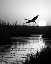 A classic black and white photograph of a Golden hour wetlands scene with herons in flight. Captured from a low-angle perspec