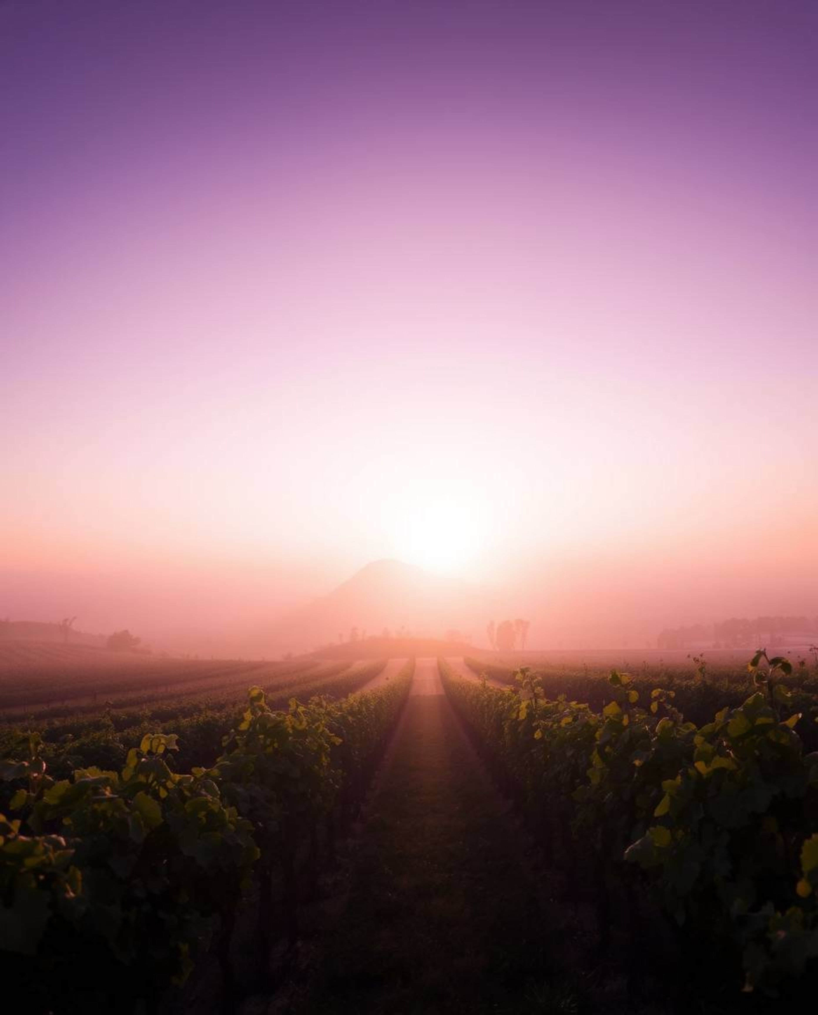 This artwork captures an ethereal sunset over a vineyard, where the entire scene is bathed in a gentle, soft light aura. This