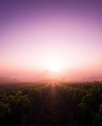 This artwork captures an ethereal sunset over a vineyard, where the entire scene is bathed in a gentle, soft light aura. This