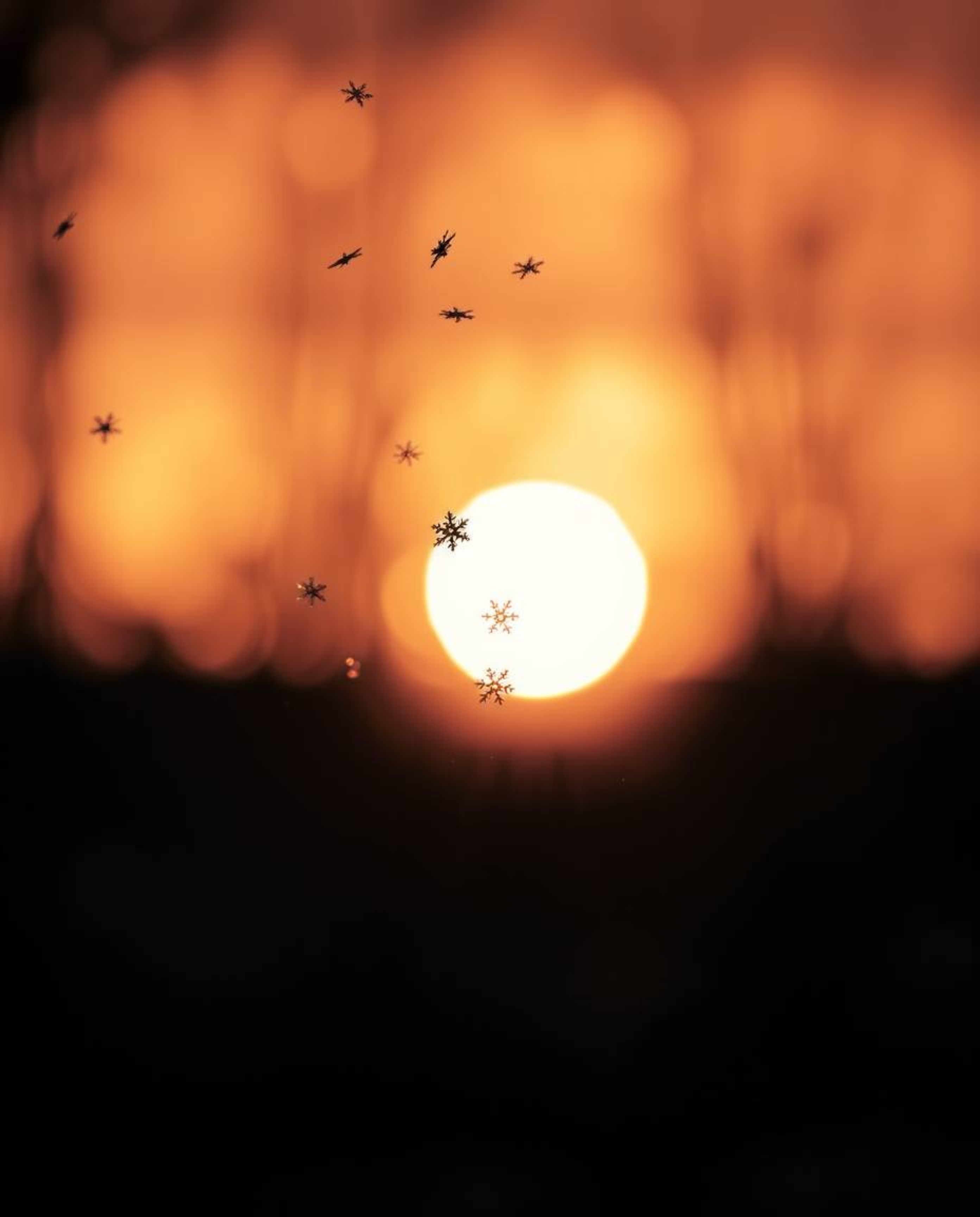 This classic black and white photograph captures a stunning silhouette of snowflakes falling during a vibrant sunset. The sce