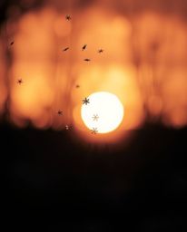 This classic black and white photograph captures a stunning silhouette of snowflakes falling during a vibrant sunset. The sce