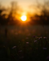 This photograph captures a dramatic sunset over a spring wildflower meadow by employing contrasting chiaroscuro lighting. Thi