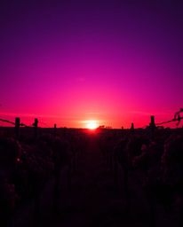 From a compelling low-angle perspective, this image captures a dramatic sunset over a vineyard. The scene is drenched in deep