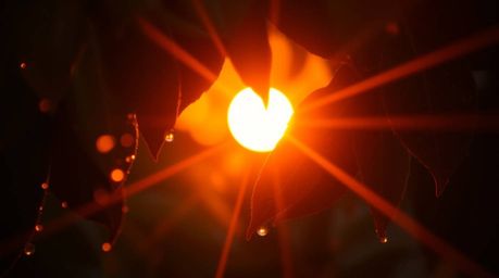 Capture the serene beauty of a sunset reflecting in delicate raindrops clinging to leaves. This fine art photograph boasts a 