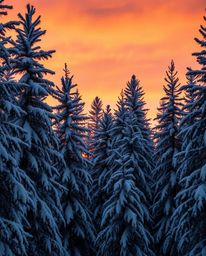 A high-resolution stock photo captures sunset light sparkling on snowy pine trees. This professional-quality image exhibits s