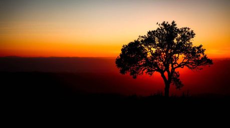 A captivating monochrome close-up showcases a lone tree silhouetted against a vibrant fiery sunset.  The hilltop setting prov