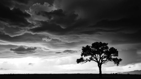 A captivating image of a lone tree silhouetted against a dramatic, stormy sunset.  The classic black and white composition ev