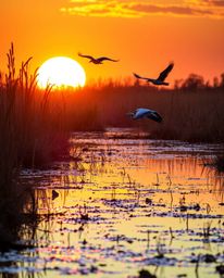 A cinematic Golden hour wetlands scene featuring herons in flight. This image is characterized by its stunning iridescent col