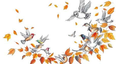 A heartwarming image depicts a blind owl, its gentle nature evident, guiding a diverse flock of birds in a mesmerizing spiral