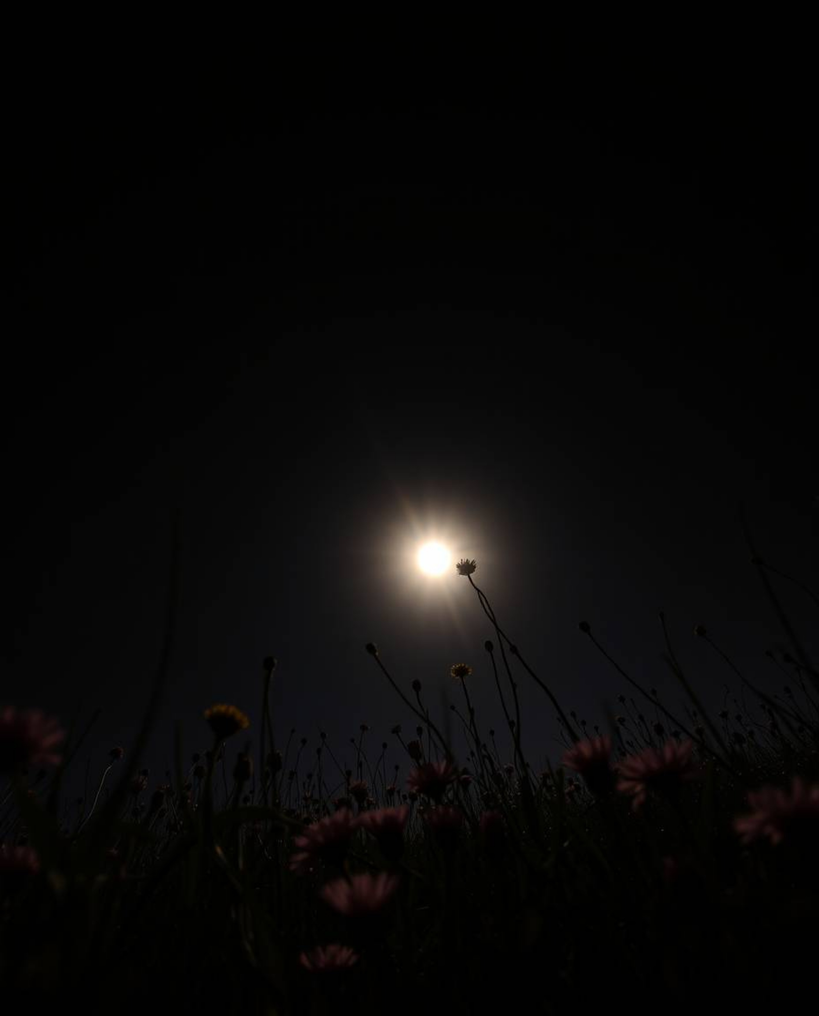 A dramatic photograph capturing an intensely jet black sunset over a spring wildflower meadow from a striking low-angle persp